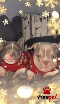 Ράτσα: Γαλλικό Μπουλντόγκ - Bulldog | Ηλικία: 2,5 μηνών | Φύλο: Αρσενικό | Αρ. Microchip: 5632456708 | Εκπαιδευμένο | Περιοχή: Αττική